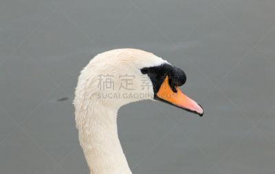 疣鼻天鹅,水,美,水平画幅,鸟类,动物身体部位,英格兰,野外动物,户外,湖