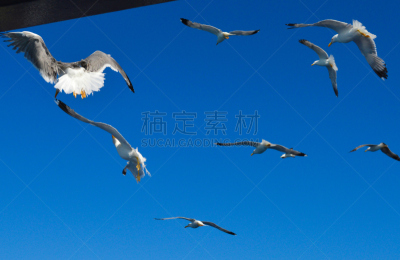 希腊,海鸥,海湾,在上面,白色,天空,美,六月,宁静,水平画幅