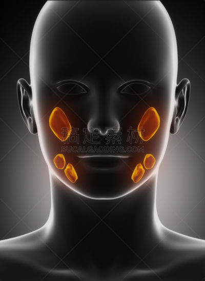 唾液腺,垂直画幅,躯干,女人,舌下腺,人类腺体,微生物学,x光片,人的嘴