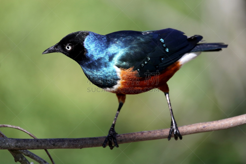 superb starling,自然,野生动物,水平画幅,蓝色,鸟类,非洲,观鸟,野外动物,户外