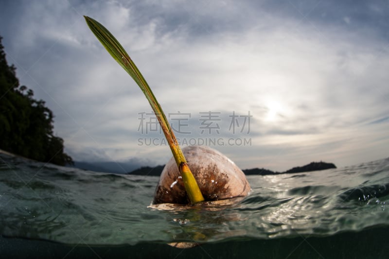 海洋,鸡尾酒,半空中,椰子树,海洋酸化,小生镜,巴布亚新几内亚,生态多样性,群岛,水肺潜水