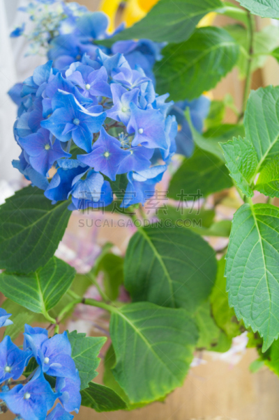 八仙花属,蓝色,拉凡他那石拱,帕塔鲁马,垂直画幅,无人,春季训练,清新,裤子,特写