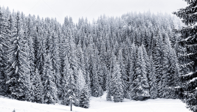 雪,云杉,冬天,松树,森林,大风雪,有包装的,天空,美,水平画幅