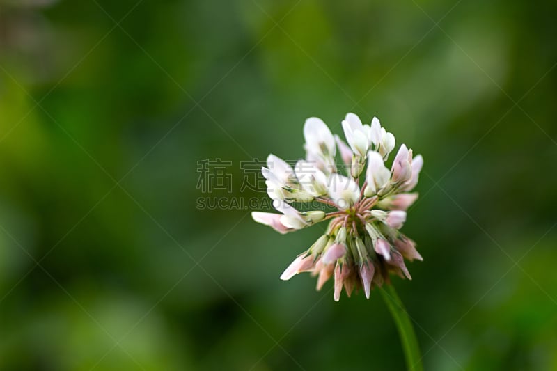 仅一朵花,白三叶草,选择对焦,美,水平画幅,无人,京畿道,户外,特写,白色