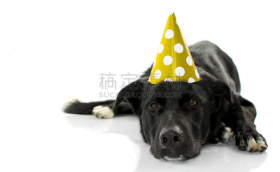 狗,小狗,生日,圆点,帽子,黑色,白色背景,衣服,庆祝,躺