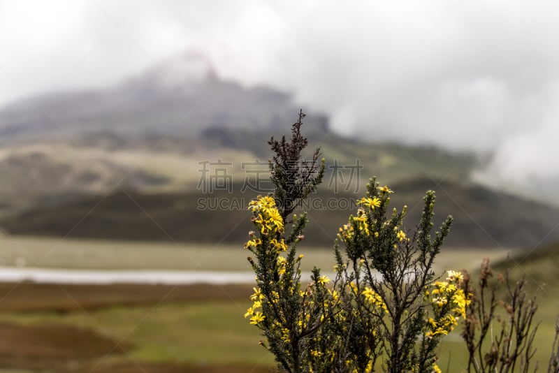 科多巴克西火山,厄瓜多尔,南美,火山,稀缺,高原,安地斯山脉,生态旅游,消失点,水平画幅