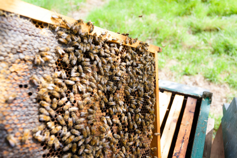 蜂箱,开着的,那波利甜点,昆虫群,蜂蜡,Beekeeper,梳子,养蜂,蜡,授粉