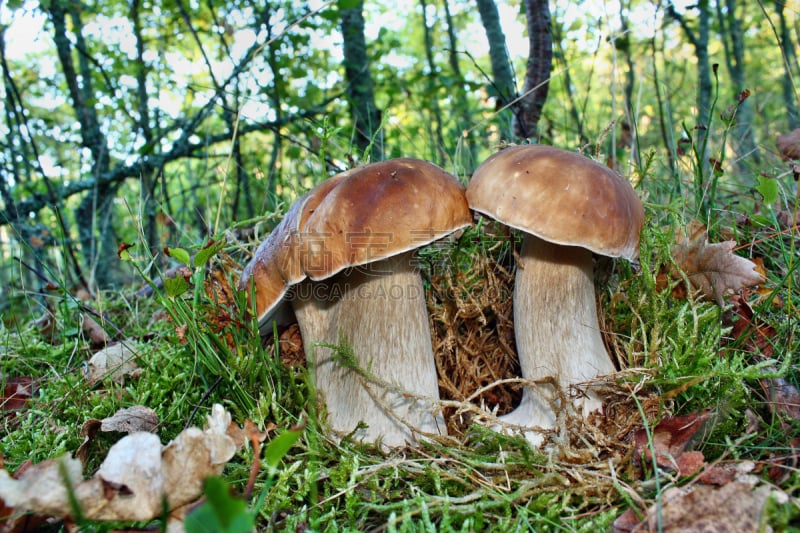 两个物体,蘑菇,美味牛肝菌,褐色,水平画幅,林区,苔藓,夏天,特写,树林