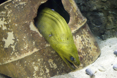 咸水鳗,自然,水,宁静,水平画幅,绿色,无人,水下,海鳗,水族馆
