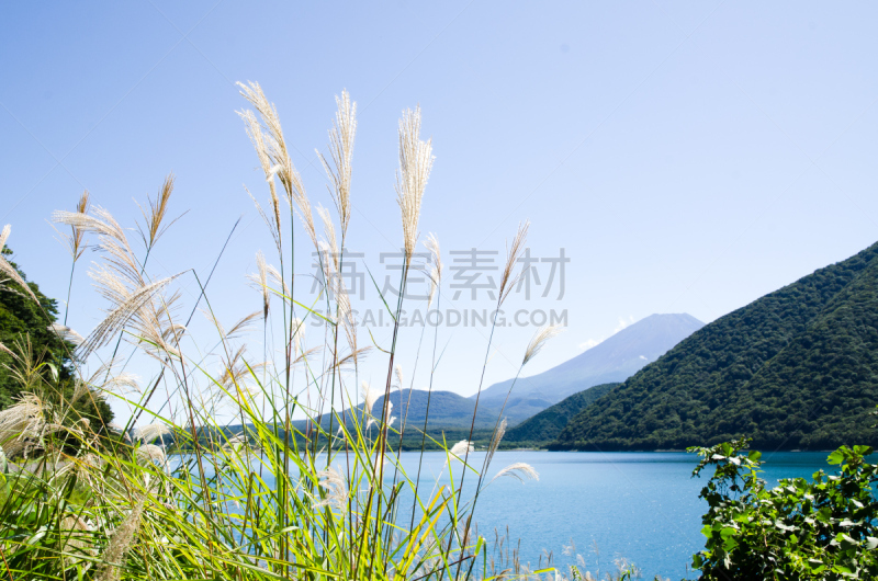 富士山,秋天,日本,湖,潘帕斯大草原,本栖湖,富士箱根伊豆国立公园,芒草,富士河口湖,山梨县