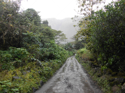 威毕欧山谷,夏威夷大岛,菜园,路,水,水平画幅,无人,湿,户外,雨林