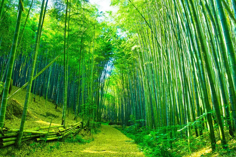 竹林 竹林图片 竹林素材下载 稿定素材 竹林 竹林图片 竹林素材下载 稿定素材