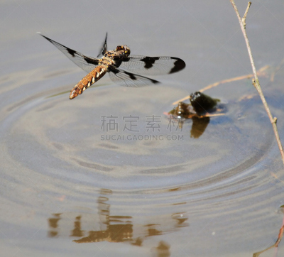 雌性动物,蜻蜓,白尾鹿,可爱的,自然,常见的白尾鹿,野生动物,费郡,图像,池塘