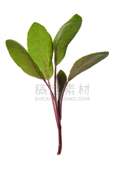 紫鼠尾草,有机食品,分离着色,白色,紫雨鼠尾草,垂直画幅,植物茎,植物,无人,清新