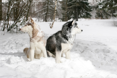 雪,萨摩耶犬,褐色,水平画幅,户外,特写,哺乳纲,友谊,人的脸部,冬天