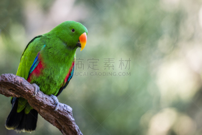 折衷鹦鹉,雄性动物,枝,松巴,同种二型,所罗门群岛,巴布亚新几内亚,水平画幅,鸟类,野外动物