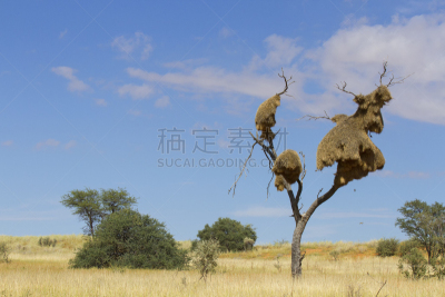 Sociable weaver nest in a dead tree amidst the sand dunes in the Kalahari