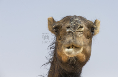 骆驼,empty quarter,单峰骆驼,天空,水平画幅,沙子,无人,偏远的,干的,中东