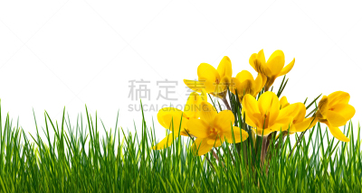白色背景,贺卡,复活节,水平画幅,枝繁叶茂,无人,户外,草,特写,黄花茅