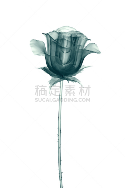x光片,玫瑰,分离着色,白色,威廉康拉德伦琴,x光,射线成像,档案,花纹,垂直画幅