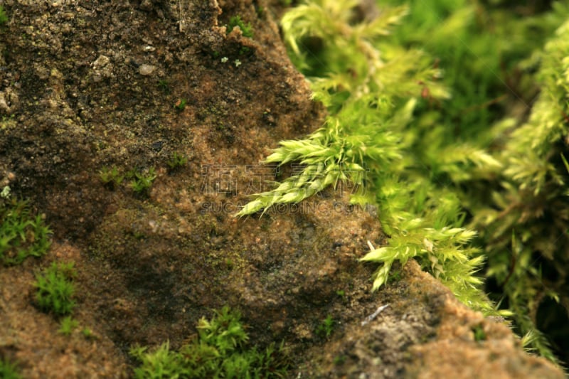 沙岩,苔藓,园林,活力,湿,地衣,环境,树荫,巷,鹅卵石