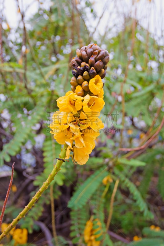 品牌名称,枝状大烛台树,鹭管鱼,爆米花,肉桂,花生酱,垂直画幅,褐色,无人,凹的