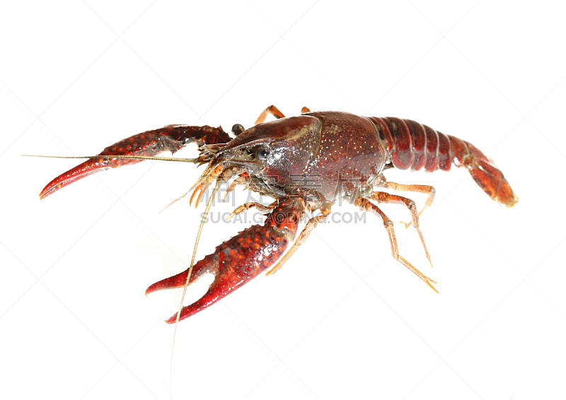螯虾,水平画幅,无人,晚餐,动物,海产,清新,美味,海洋,背景