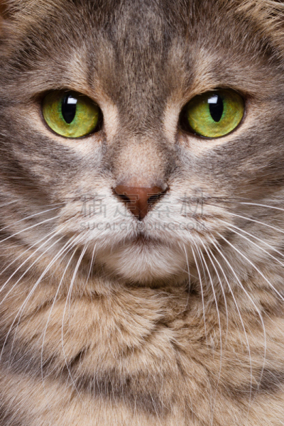 美,猫,垂直画幅,手势语,美人,维生素,动物身体部位,特写,哺乳纲