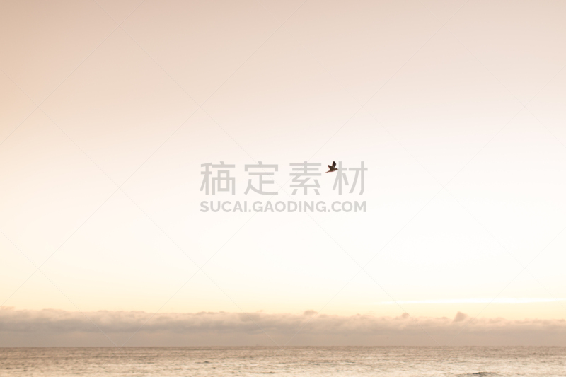 海滩,鸟编队飞行,在上面,正面视角,天空,风,沙子,棕榈沙滩镇,光,棕榈树