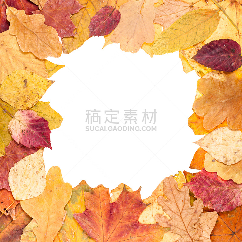秋天,黄色,叶子,方形画幅,相框,干花,边框,无人,干的,摄影