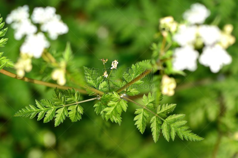 峨参,自然,野生动物,水平画幅,无人,异国情调,野胡萝卜花,野生植物,野花,白色