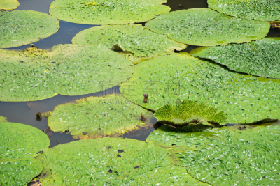 池塘,睡莲,公园,荆棘,葛饰区,水生植物,水平画幅,绿色,枝繁叶茂,无人