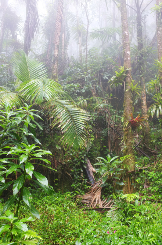 波多黎各,雨林,高架铁路铁轨,圣依莲娜峡谷,el yunque rainforest,国际生物圈保护区,垂直画幅,枝繁叶茂,无人,湿