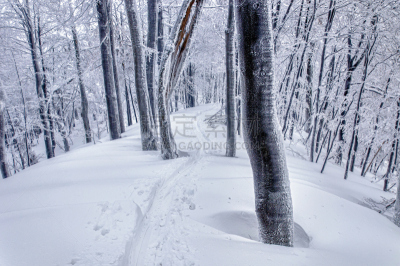 雪,秘密,森林,滑雪痕,滑雪坡,雾淞,主观视角,消失点,天空,水平画幅