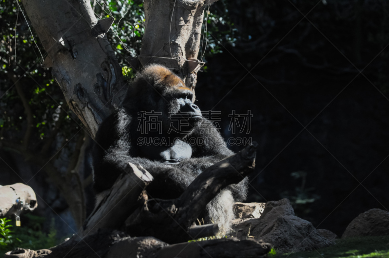 黑色,力量,大猩猩,成年的,稀缺,领导能力,犯人,水平画幅,银色,智慧