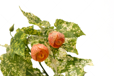 酸浆属,白麻属植物,百合花,美,留白,苘麻,水平画幅,夏天,叶脉,特写