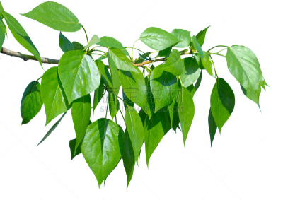 白杨,叶子,绿色,分离着色,新的,水平画幅,枝繁叶茂,无人,夏天,组物体