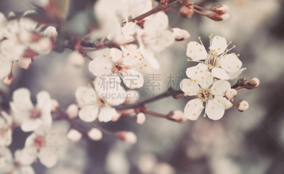 自然美,背景,深度标志器,美,公园,艺术,水平画幅,樱花,樱桃,无人