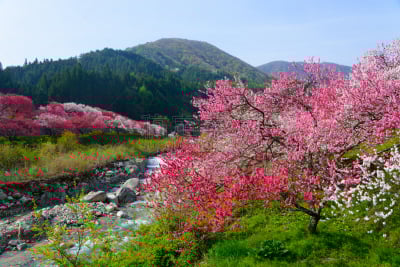 长野县,日本,桃花,泉,美,里山,旅游目的地,水平画幅,地形,无人