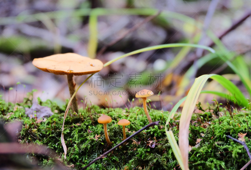 蘑菇,自然界的状态,食品,鳞伞菇,树干,植物,背景,真菌,自然,黄色