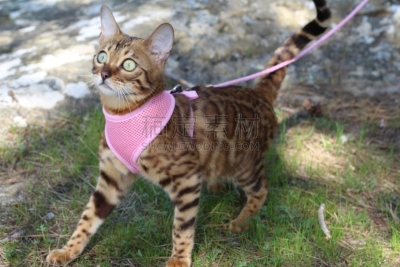 孟加拉猫,户外,非凡的,野生猫科动物,美,公园,水平画幅,无人,动物身体部位,异国情调