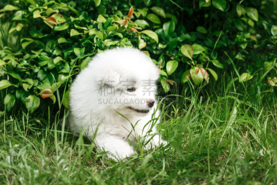 莱卡犬,萨摩耶犬,自然,小狗,水平画幅,进行中,夏天,套装,户外,草
