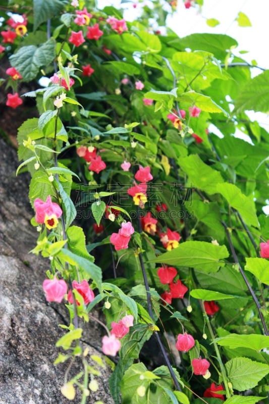 白麻属植物,红色,苘麻,马鞭草科,垂直画幅,绿色,无人,夏天,品红色,户外