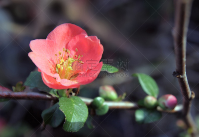 皱皮木瓜,茶花,水平画幅,无人,纯净,户外,开花时间间隔,温柏,植物,果园