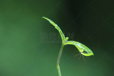 绿色,清新,双叶区,森林浴,自然,水平画幅,秧苗,无人,材料,植物