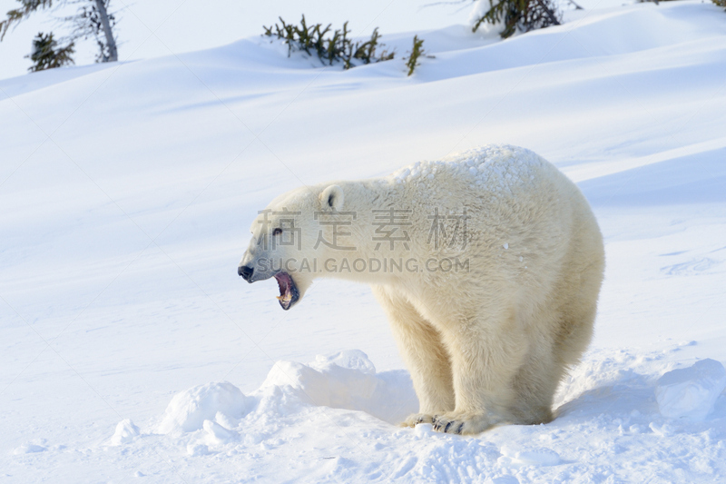 北极熊,北方针叶林,马尼托巴湖,针叶林,洞,水平画幅,注视镜头,雪,无人,野外动物