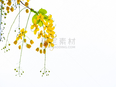 泰国,金色,肉桂,泼水节,传统节日,夏天,送水节,卫塞节,美,艺术