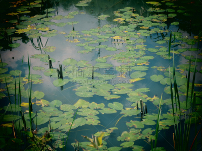百合花,防护品,波克谢尔,梯牧草,水,美,水平画幅,睡莲,夏天,沼泽