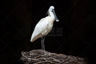 白琵鹭,玫瑰色琵鹭,水平画幅,欧亚大陆,鸟类,鹮科,野外动物,户外,北非,湖