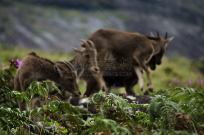 nilgiri tahr,野山羊,野生山羊,野生动物,水平画幅,动物,动物身体部位,野外动物,壁纸,动物头